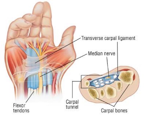 Diagram of the Carpal Tunnel 