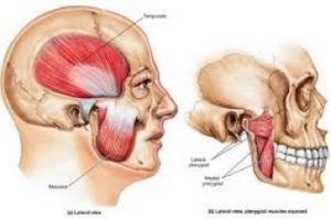 The Jaw or Temporomandibular joint is made up of 2 bones; the temporal bone of the skull and the mandible